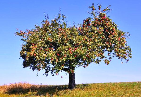 100% ifan sẽ sốc nặng với 15 sự thật về Apple